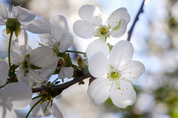 White cherry blossoms in spring sun with sky background