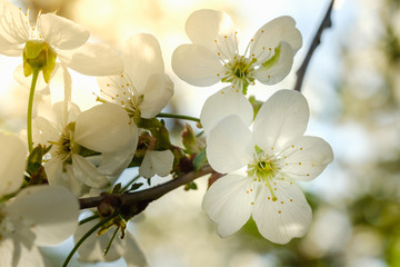 White cherry blossoms in spring sun with sky background