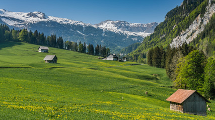 Fototapeta na wymiar Switzerland, scenic view on Alps and green field