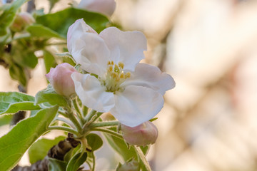 White cherry blossoms in spring sun with sky background