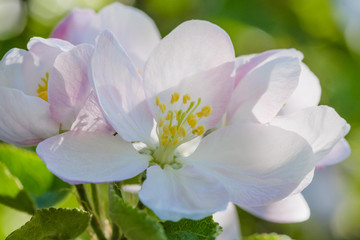 White cherry blossoms in spring sun with sky background