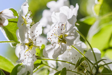 White cherry blossoms in spring sun with sky background