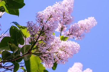 lilac branch blossoming flower background,  plant beautiful.