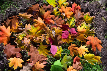 different colour of autumn leaves in sun light