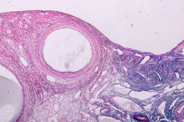 Education anatomy and Histological sample Ovary of rabbit Tissue under the microscope.