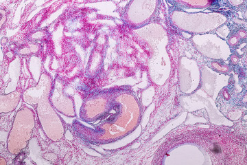 Education anatomy and Histological sample Ovary of rabbit Tissue under the microscope.