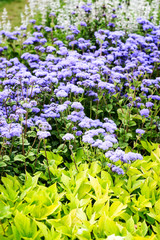 Summer flower bed with heliotrope and sage flowers