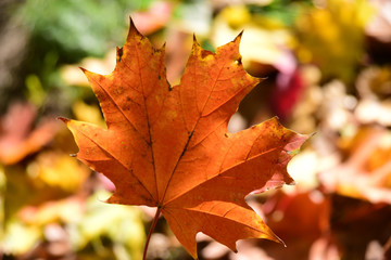 orange maple autumn leaf in sun light