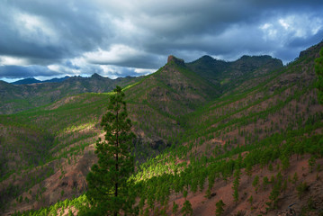 Mountain valley covered with small green trees on Canary Islands