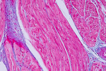 Education anatomy and Histological sample Heart muscle Tissue under the microscope.