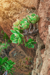 Echeveria plant on a long stem grows on rocks