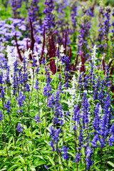 Obraz premium Summer flower bed with sage flowers