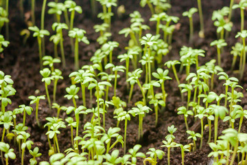 Green small seadling of kitchen herbs in pot on the windowsill