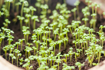 Green small seadling of kitchen herbs in pot on the windowsill