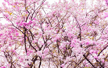 cherry blossoms in white sky, on White background