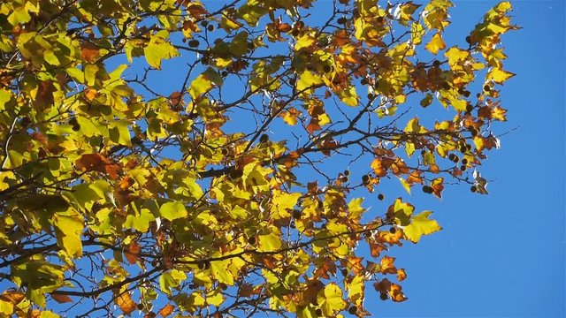 Leaves of platan tree in the wind during the Autumn season