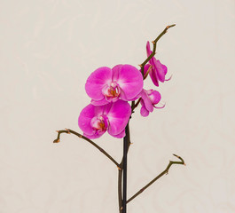 Purple orchid flower phalaenopsis. Close-up.