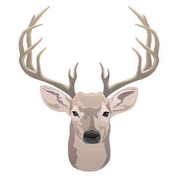 Deer head, beautiful buck with antlers color isolated vector illustration