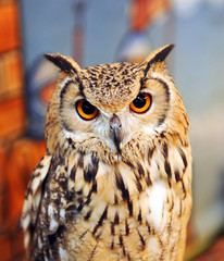 Eagle owl (Bubo bubo), nocturnal raptors