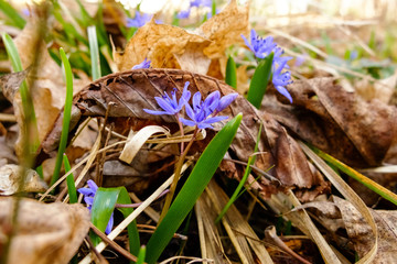 first spring flowers grew in a garden, forest