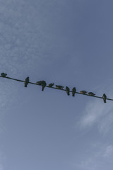 birds on a wire
