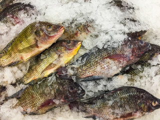 Fresh fish in ice