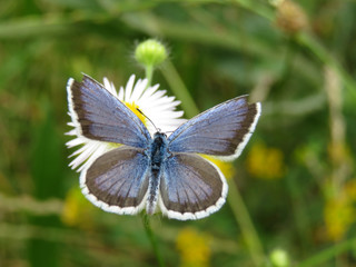 Fototapeta premium Common Blue butterfly sitting on chamomile flower close up. Polyommatus icarus on a spring meadow with wildflowers, beauty of nature