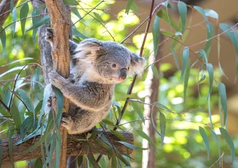 Fotobehang Koala © lastpresent