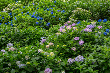 Obraz premium purple flowers in the garden, hydrangea, ajisai