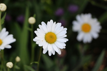 Fototapeta premium blooming Daisy. blooming Bud of chamomile.