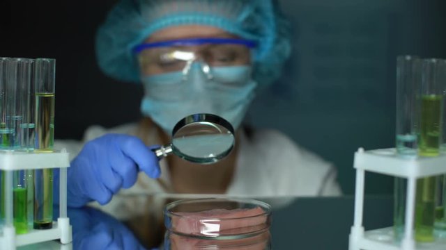 Veterinarian examining meat sample on petri dish with magnifying glass parasites
