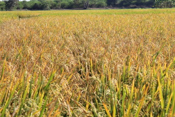 rice plant in agriculture field