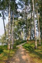A path in a birch grove on a summer evening in the town of Ples, Ivanovo Region, Russia.