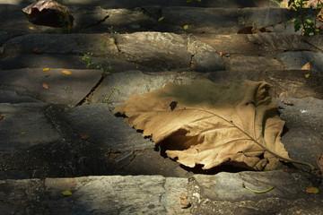 Dry leaves on the concrete stairs