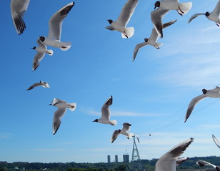 Чайки © golisin