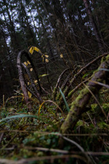 fallen tree in the forest