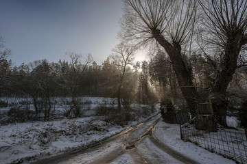 dirt road covered with snow and sun rays penetrating through trees forest early morning