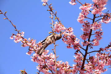 ヒヨドリと河津桜