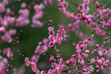 Fototapeta premium Pink plum blossom, Japanese apricot, Ume