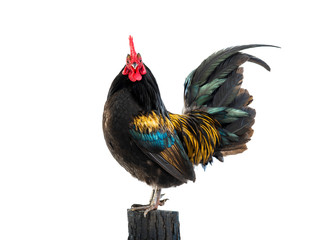 black rooster - orange on a stump isolated