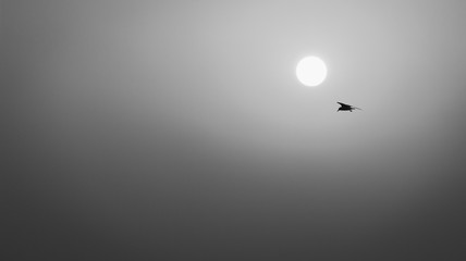 Bird flying silhouette