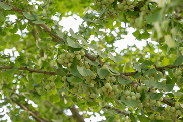 Fototapeta premium Green ginkgo nuts on the tree