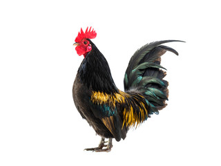 rooster black - orange isolated