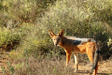 Black-backed Jackal standing on natural habitat in southern Africa.