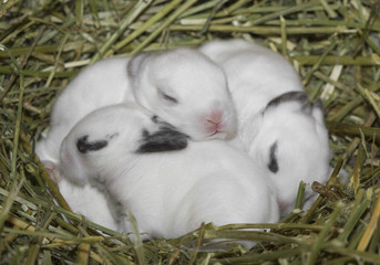 nest with newborn white rabbits © serikbaib