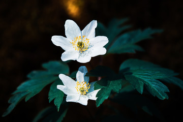  Anemone sylvestris.