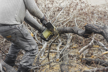  lumberjack sawing wood