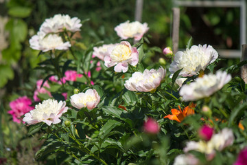 beautiful white and pink peonies in the garden on a sunny day