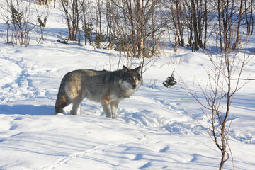 Norwegian Wolf