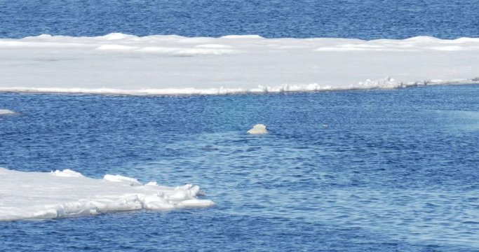 Polar bear swim in the sea ner ice at Spitsbergen Norway Beautiful shot of Polar bear swimming in the sea ner ice at Spitsbergen Norway